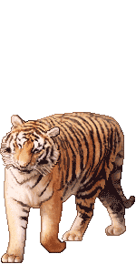 Elouai Accessory