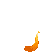 Elouai Accessory