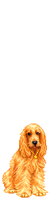 Elouai Pet