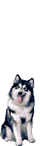 Elouai Pet