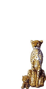 Elouai Pet