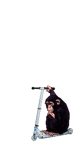 Elouai Pet