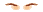 Elouai Eyebrows