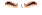 Elouai Eyebrows