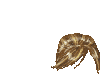 Elouai Hair