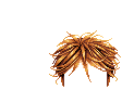 Elouai Hair