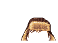 Elouai Hair